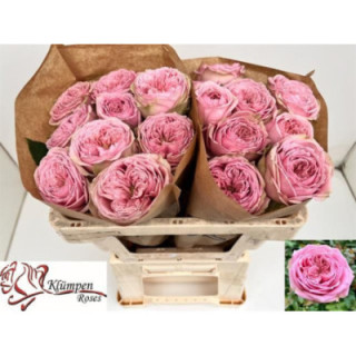 ROSA HOL JUST BE 501