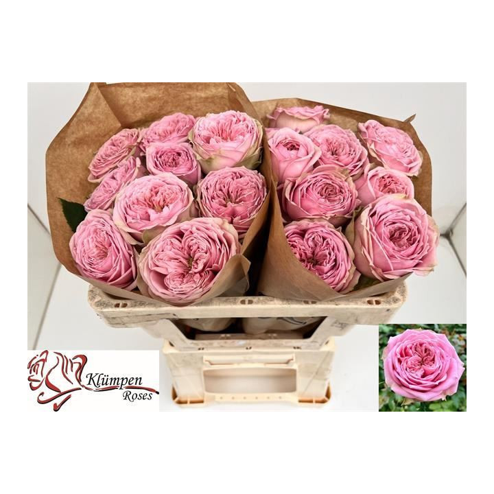 ROSA HOL JUST BE 501