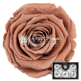 ROSA PRESERVADA CHOCO 89 L 6 UNID1