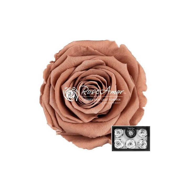 ROSA PRESERVADA CHOCO 89 L 6 UNID1