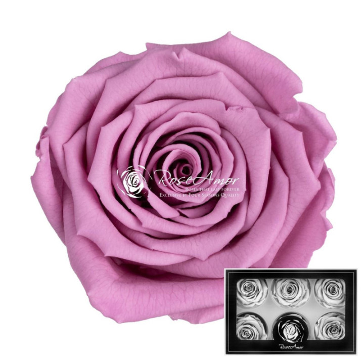 ROSA PRESERVADA VIO 02 L 6 UNID1