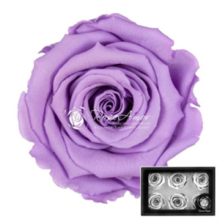 ROSA PRESERVADA VIO 03 L 6 UNID1