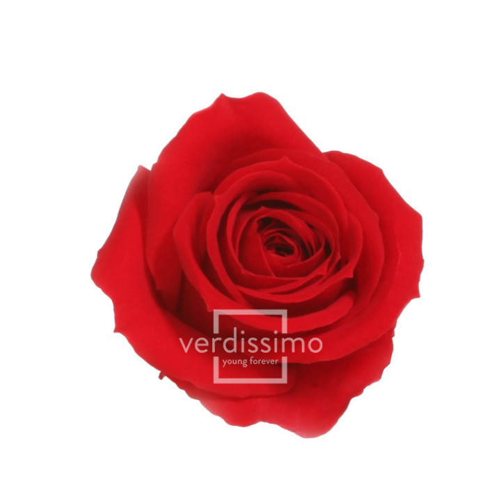 ROSA PRESERVADA MINI 12 UNID RSM/12001