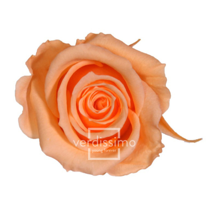 ROSA PRESERVADA MINI 12 UNID RSM/15511