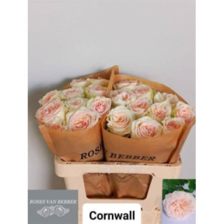 ROSA HOL CORNWALL 501