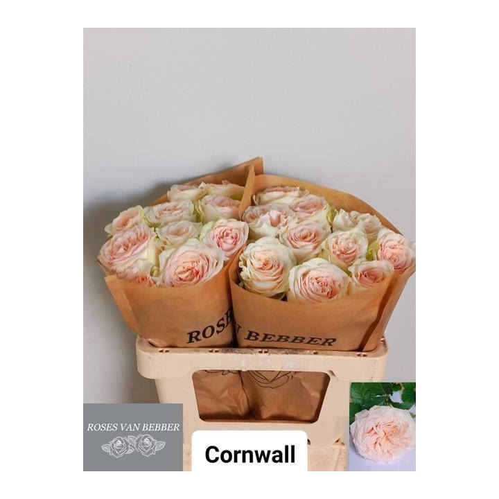 ROSA HOL CORNWALL 501