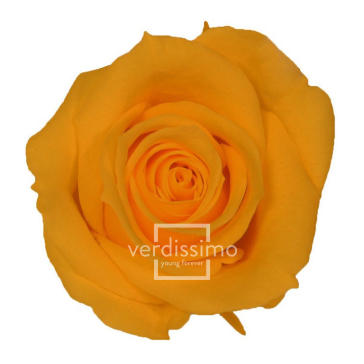 ROSA PRESERVADA MINI 12 UNID RSM/15302