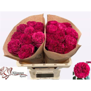 ROSA HOL CHERRY VELVET 601