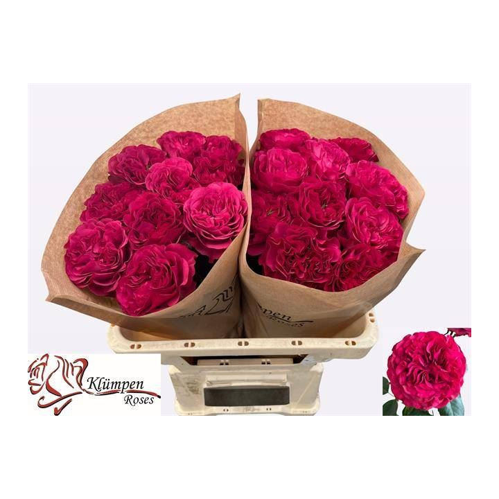 ROSA HOL CHERRY VELVET 601