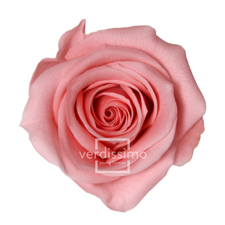 ROSA PRESERVADA MINI 12 UNID RSM/14201