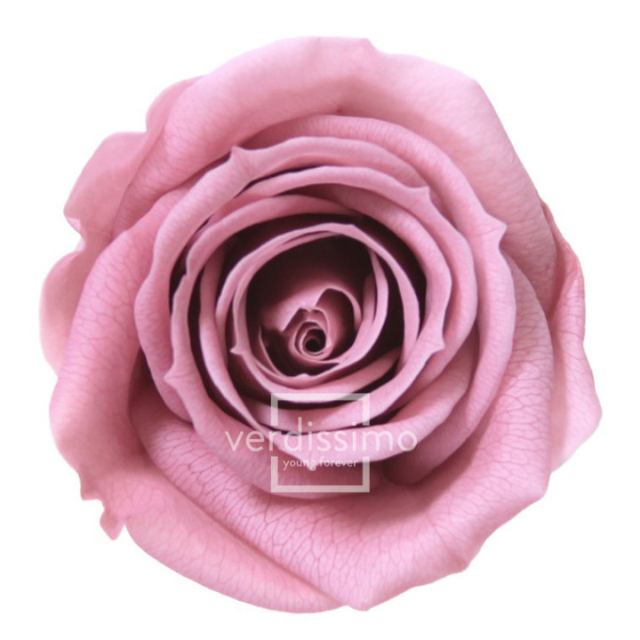 ROSA PRESERVADA MINI 12 UNID RSM/14802