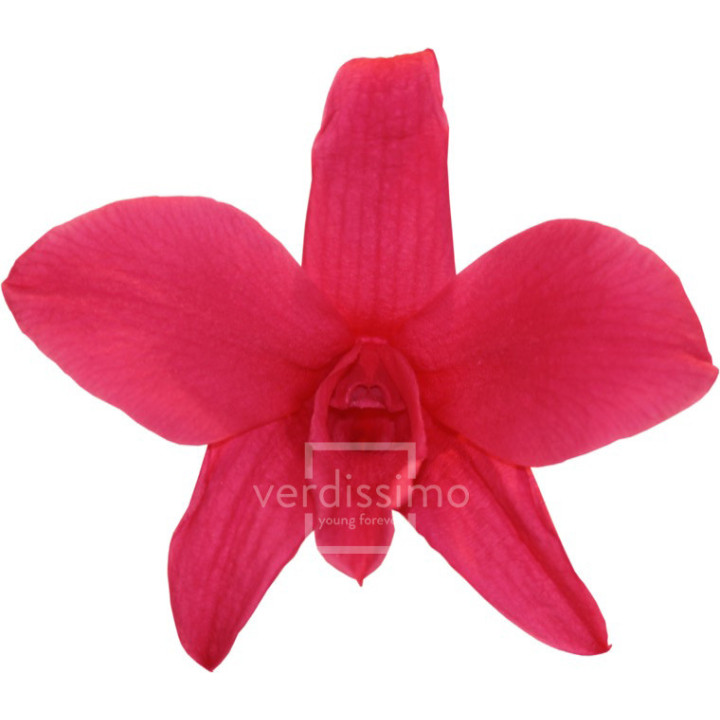 DENDROBIUM PRESERVADO ROSA OSCURO DEN/14001