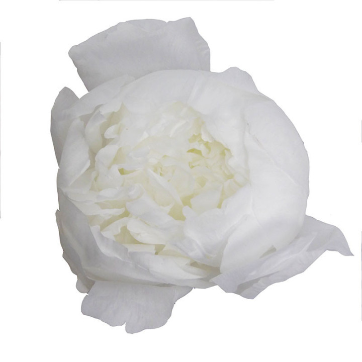 PEONIA PRESERVADO BLANCO PEO/20002