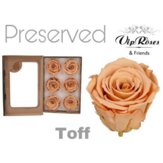 ROSA PRESERVADA TOFFEE 02 L 6 UNID1