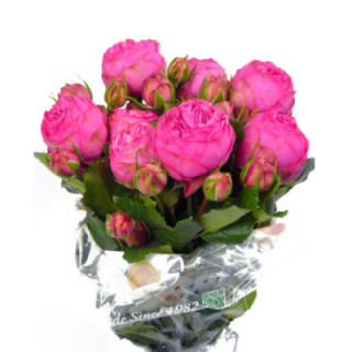 RS RAMIFICADA PINK PIANO FREILAND 601
