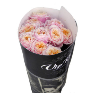 ROSA HOL NOTTING HILL 701