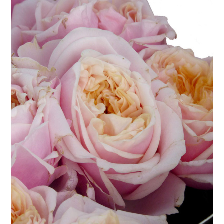 ROSA HOL NOTTING HILL 702