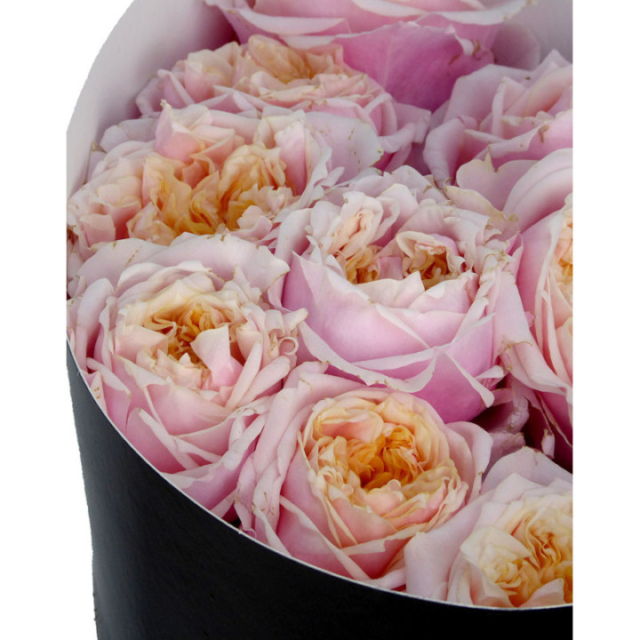 ROSA HOL NOTTING HILL 703
