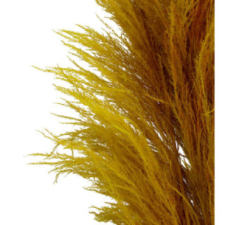 CORTADERIA PAMPUS AMARILLA 1801