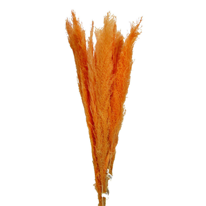 CORTADERIA SALMON 1202