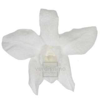DENDROBIUM PRESERVADO BLANCO DEN/10001