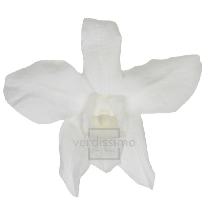 DENDROBIUM PRESERVADO BLANCO DEN/10001