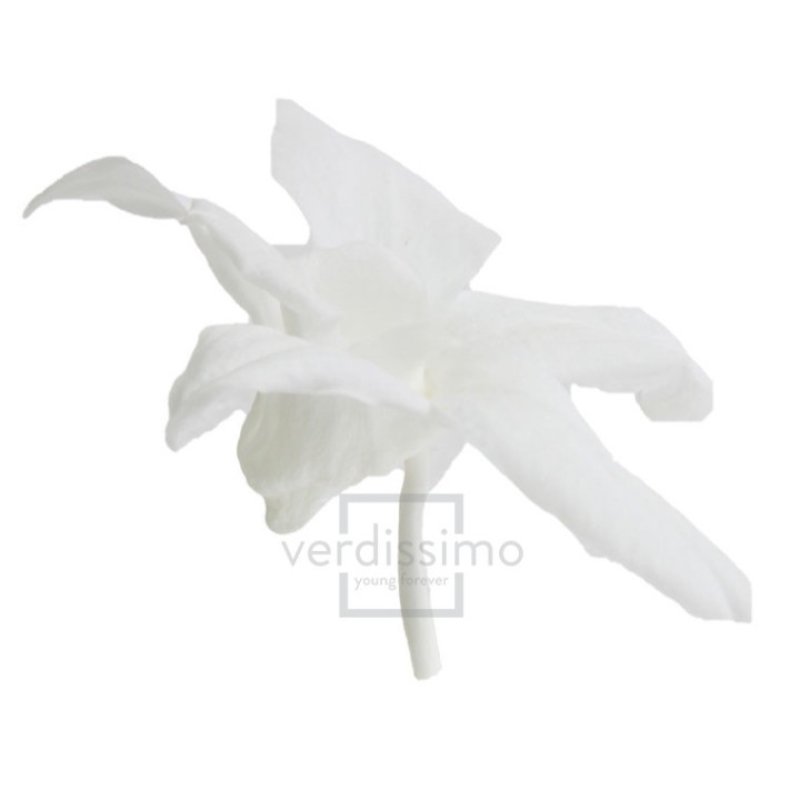 DENDROBIUM PRESERVADO BLANCO DEN/10002