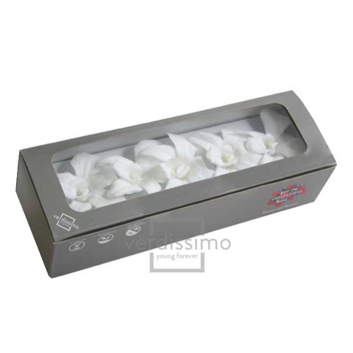 DENDROBIUM PRESERVADO BLANCO DEN/10003