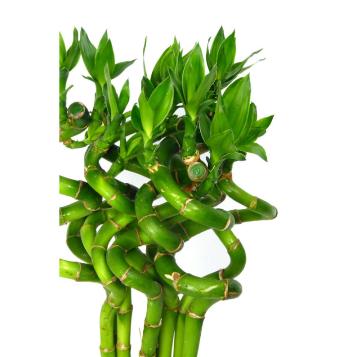 DRAC BAMBOO SPIRAAL 803