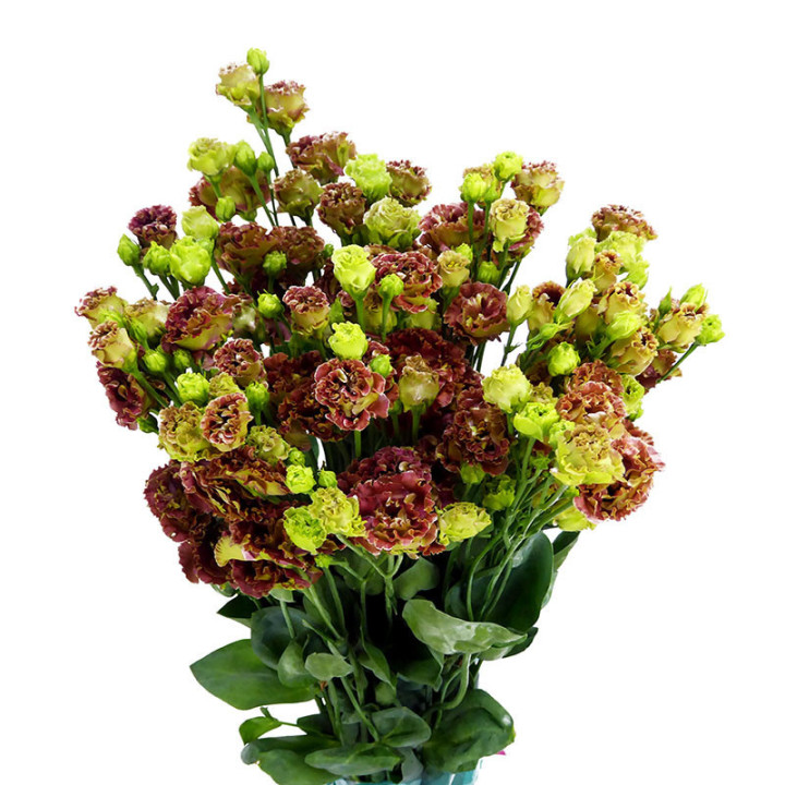 LISIANTHUS ROSANNE TERRACOTTA 751