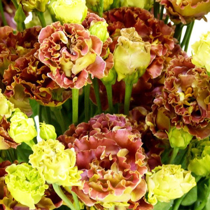 LISIANTHUS ROSANNE TERRACOTTA 752