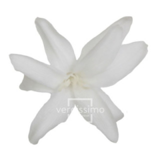 NARDOS PRESERVADO BLANCO NAR/10001
