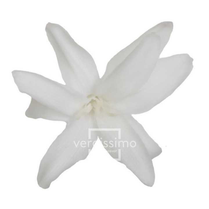 NARDOS PRESERVADO BLANCO NAR/10001