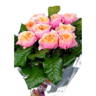 ROSA HOL VUVUZELA 601