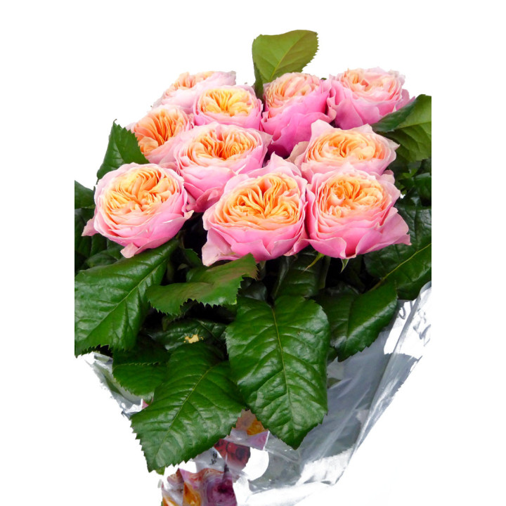 ROSA HOL VUVUZELA 601