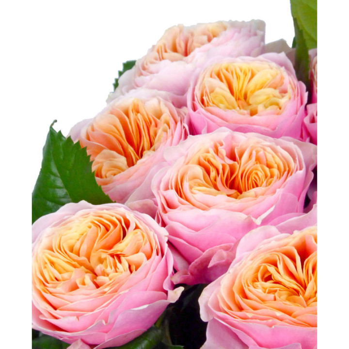 ROSA HOL VUVUZELA 602