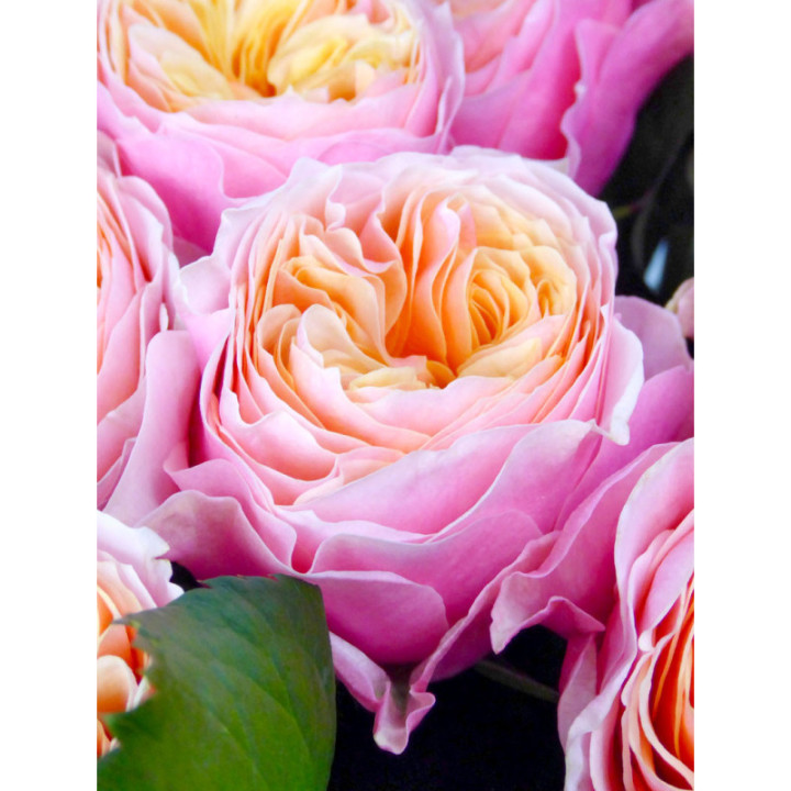 ROSA HOL VUVUZELA 603