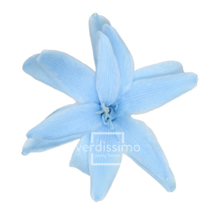 NARDOS PRESERVADO LIGHT BLUE NAR/16402