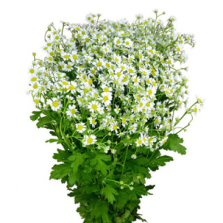 TANACETUM SINGLE VEGMO 601