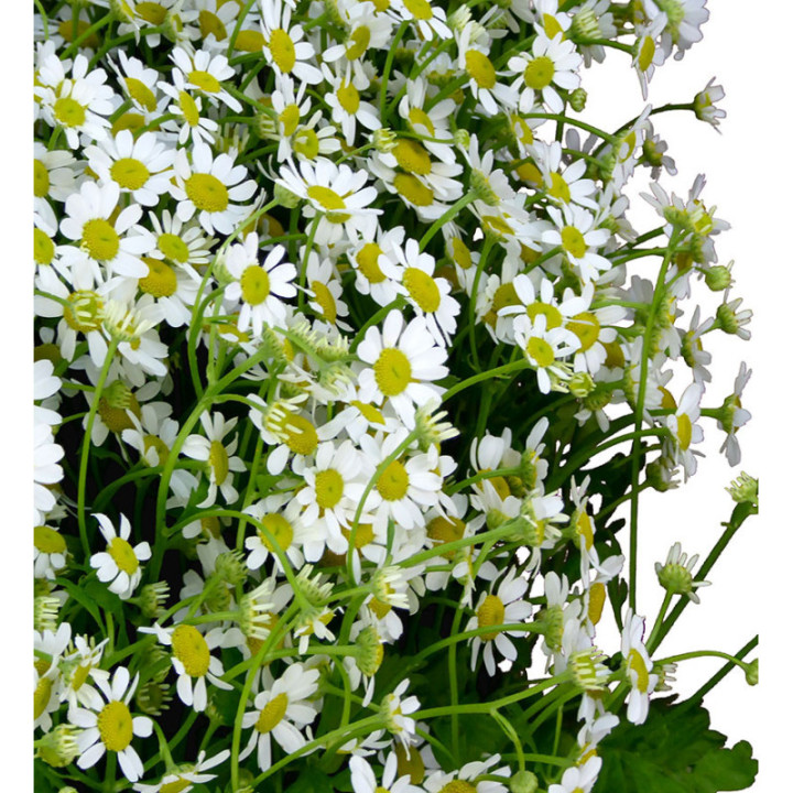 TANACETUM SINGLE VEGMO 602