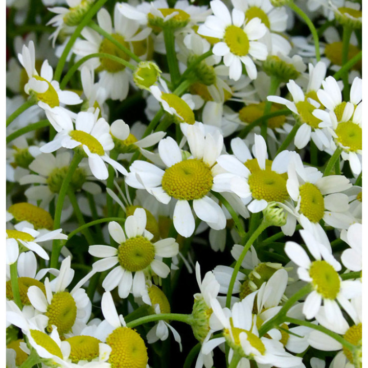 TANACETUM SINGLE VEGMO 603