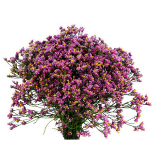 LIMONIUM TIFFANY DIAMOND 801