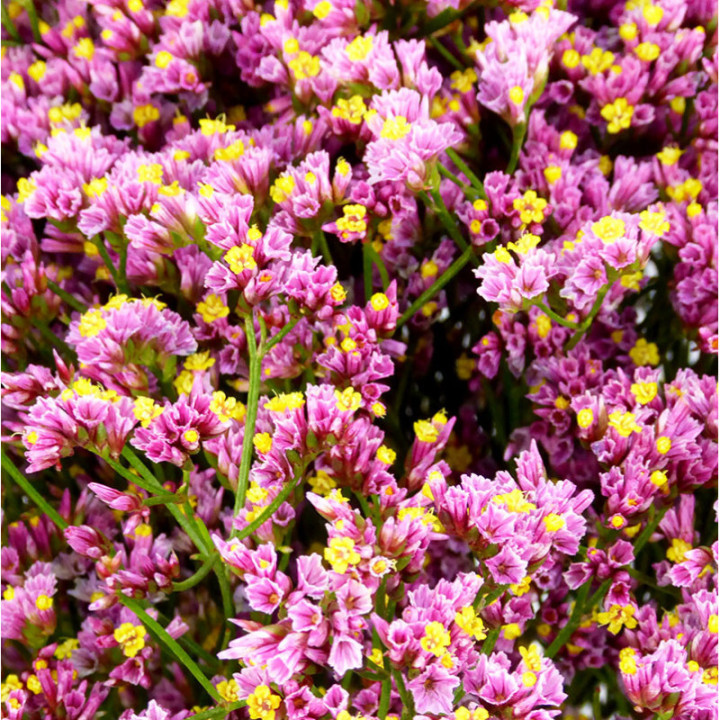 LIMONIUM TIFFANY DIAMOND 802