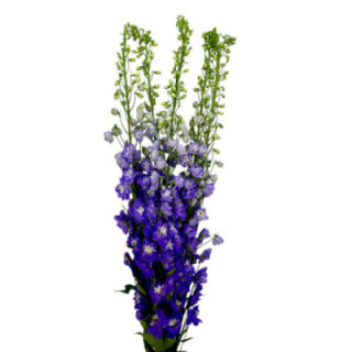DELPHINIUM AURORA PURPLE 1001