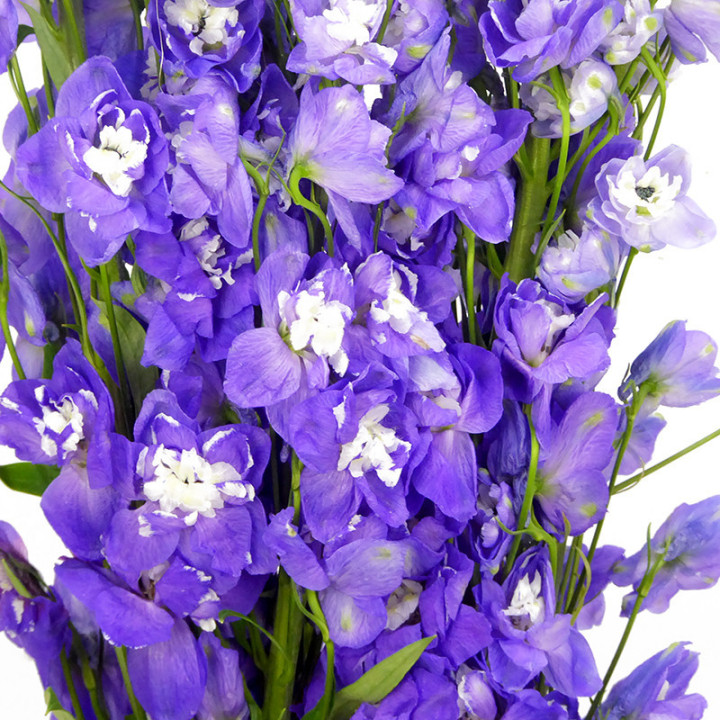 DELPHINIUM AURORA PURPLE 1002
