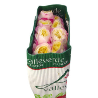 ROSA ECU FATIMA GARDEN 50 X121
