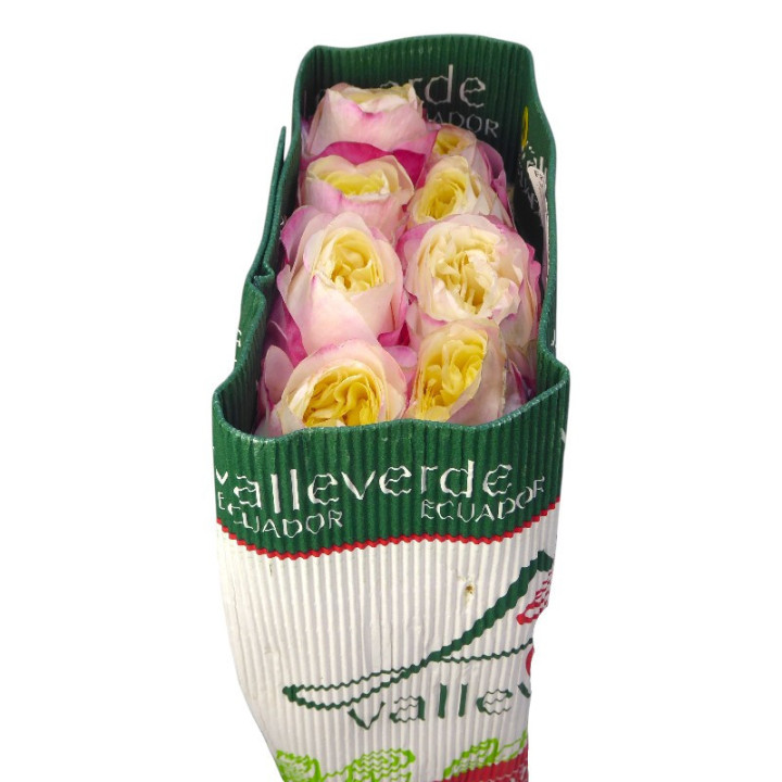 ROSA ECU FATIMA GARDEN 50 X121