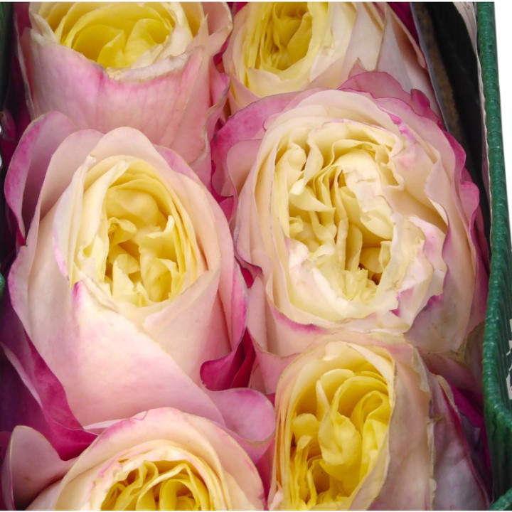ROSA ECU FATIMA GARDEN 50 X122