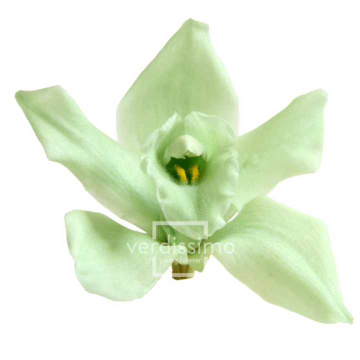 CYMBIDIUM PRESERVADA 3UND CYM/21001