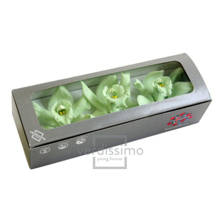 CYMBIDIUM PRESERVADA 3UND CYM/21002